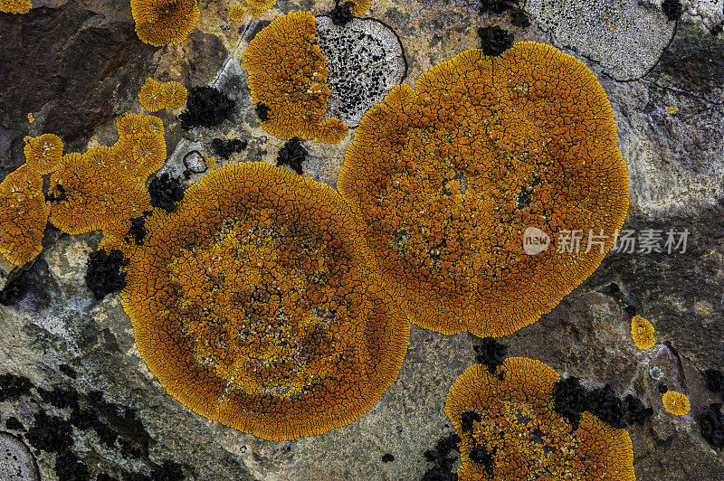 秀丽隐杆线虫(Xanthoria elegans)，俗称优雅的日突地衣(sunburst lichen)，是Teloschistaceae科Xanthoria属真菌的一种地衣种。汉娜角，利文斯顿岛，南设得兰群岛，南极洲。